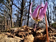 Benedetta primavera sui sentieri per il Monte Ubione da Ubiale-18mar23 - FOTOGALLERY